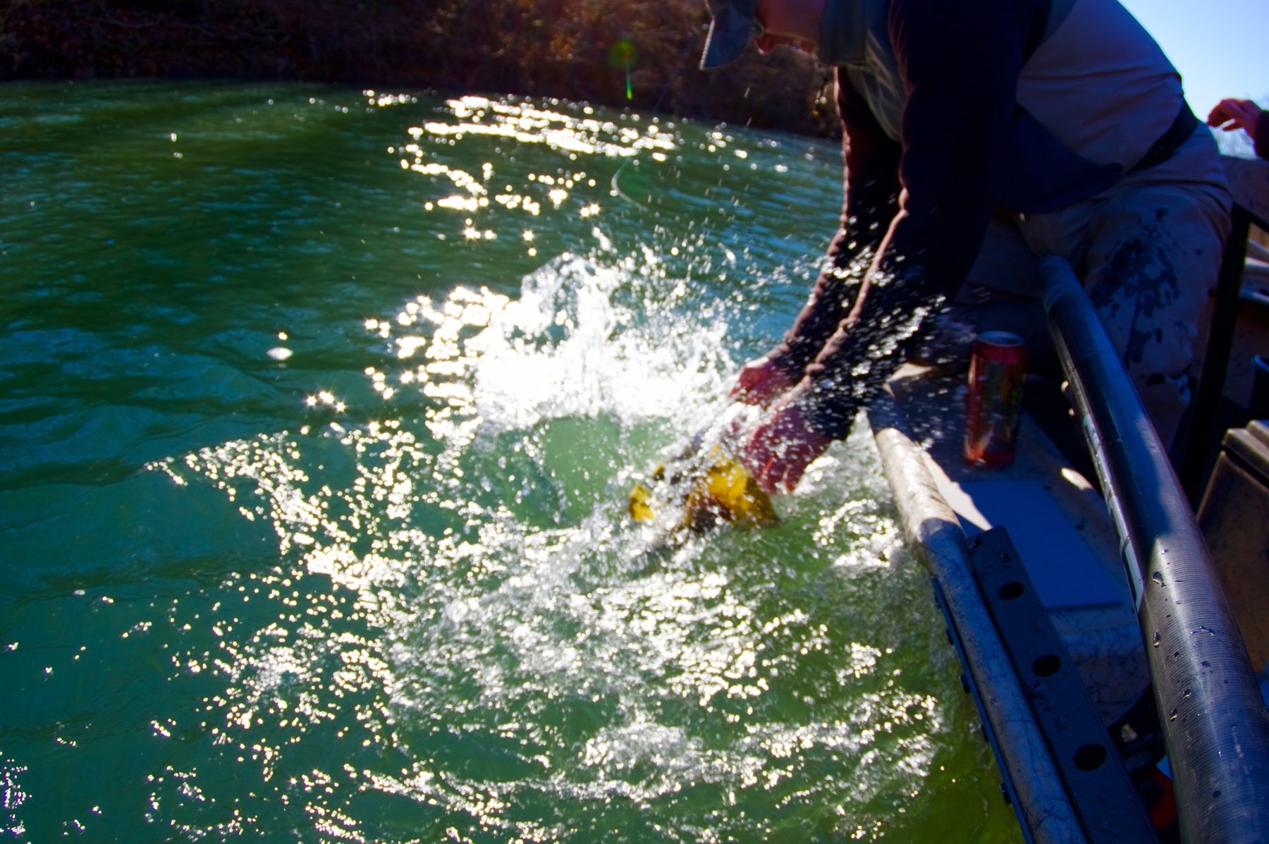 A guide leans over the side of the boat and releases a fish in a burst of sunlit green water
