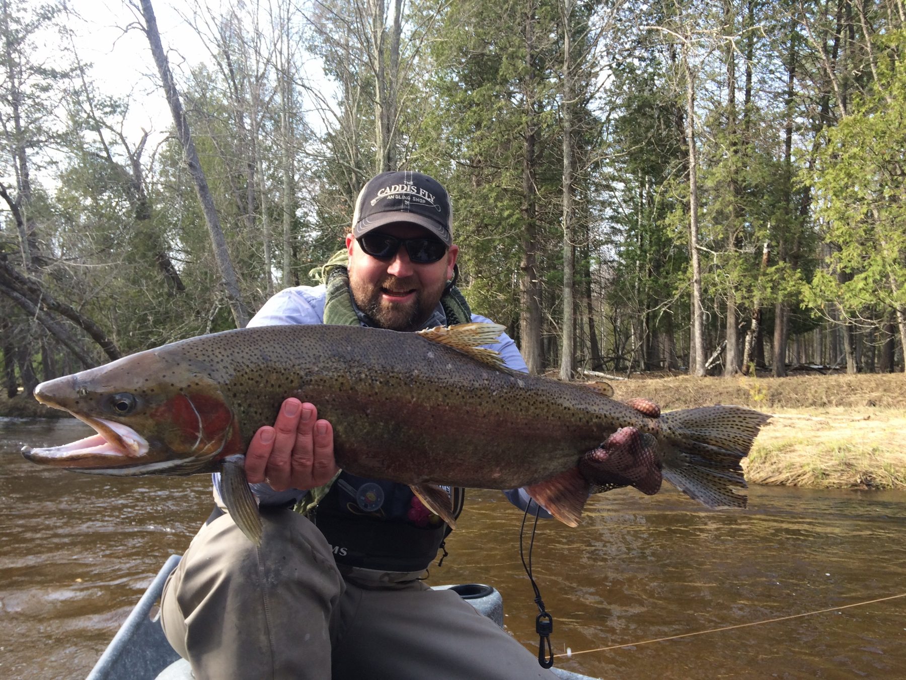 An angler in a ball cap and sunglasses holds a large chrome steelhead with a red cheek stripe on a river bank